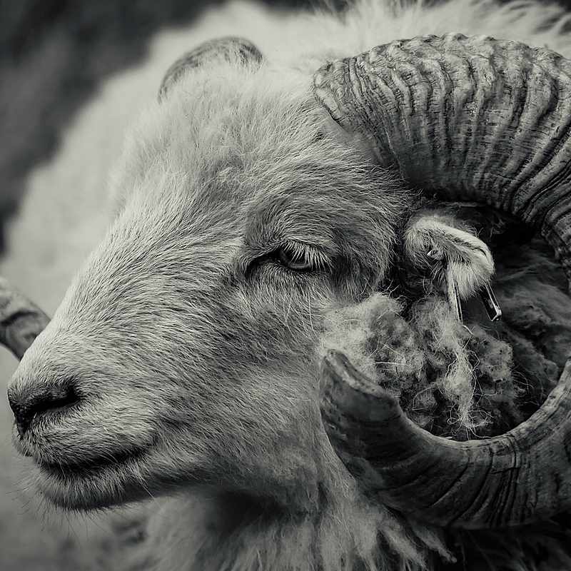 The Mastery Project Astrology Sign Aries