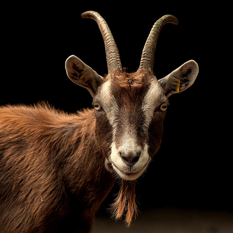 The Mastery Project Astrology Sign Capricorn