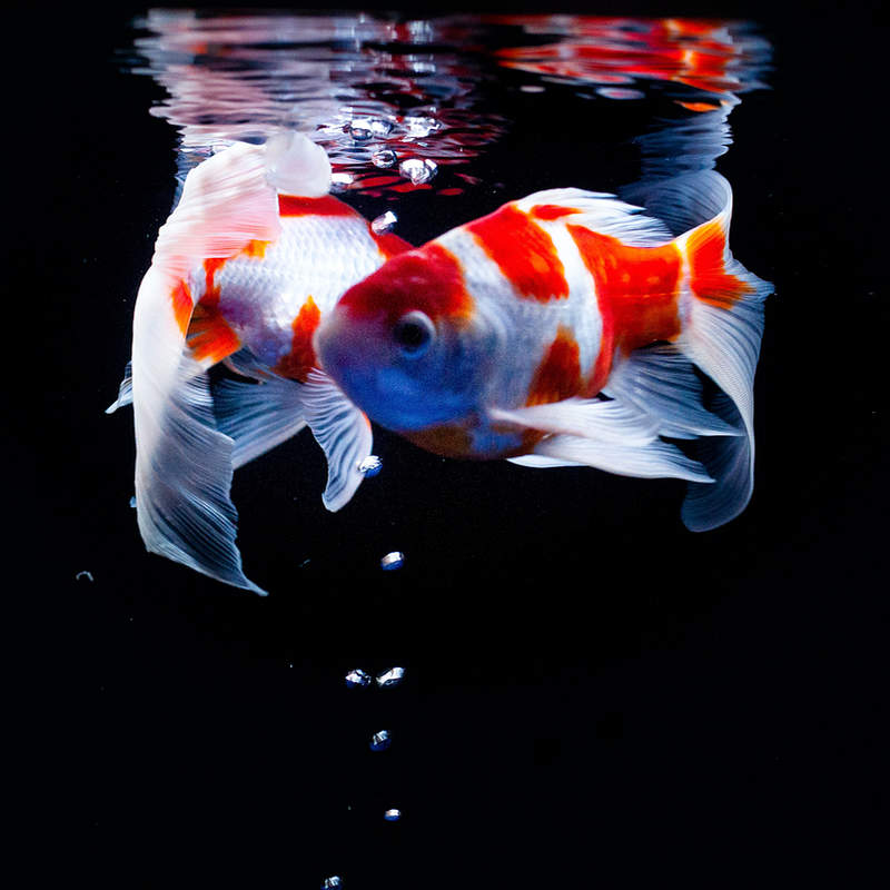 The Mastery Project Astrology Sign Pisces