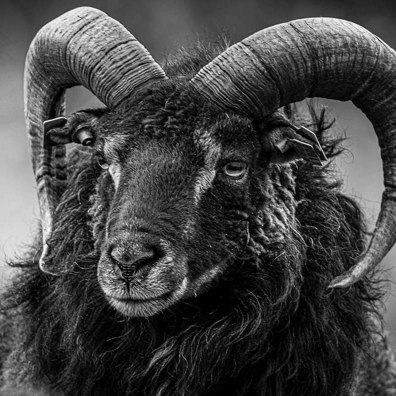 Chinese New Year Goat