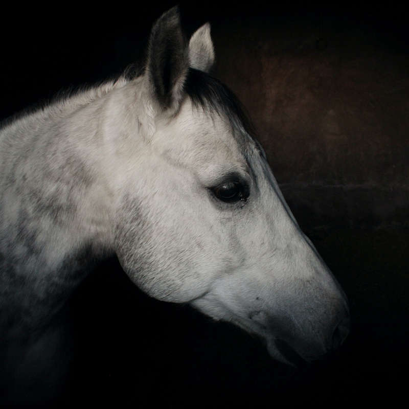 Chinese New Year Horse