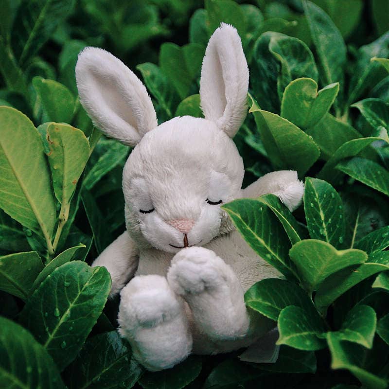 Chinese New Year Rabbit