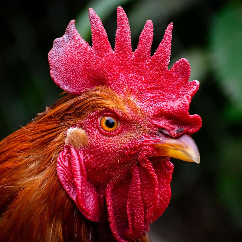 Chinese New Year Rooster