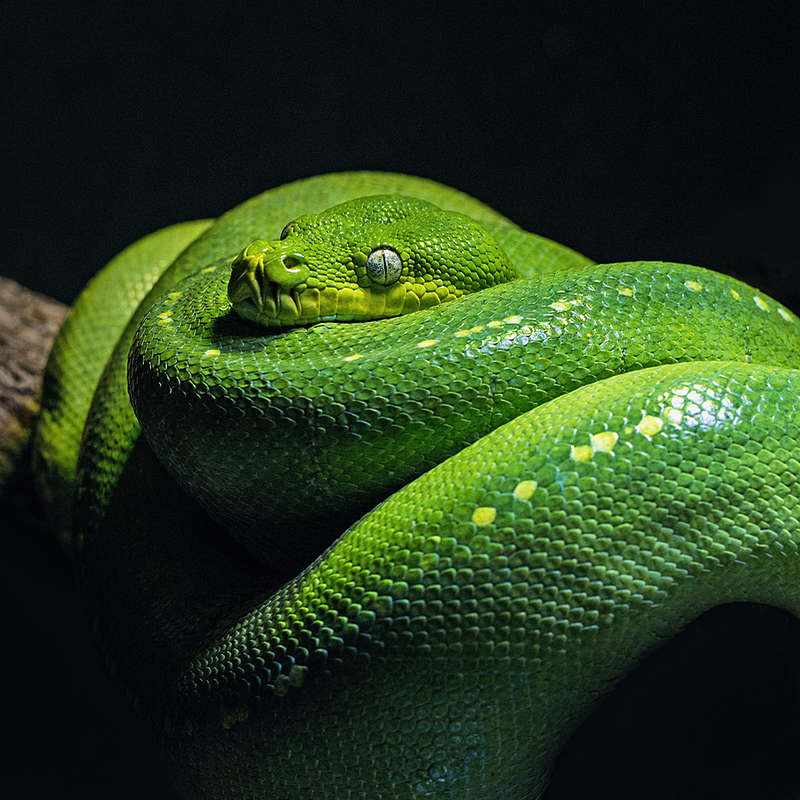 Chinese New Year Snake