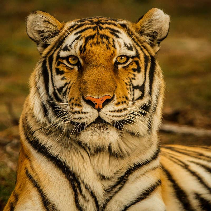 Chinese New Year Tiger